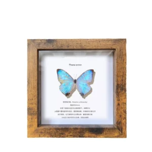 CHINEE 4 Inch Wooden Glass plexiglass Hollow Photo Frame & Insect Specimen Holder DIY Handmade Display Hight Quality Wood Frame
