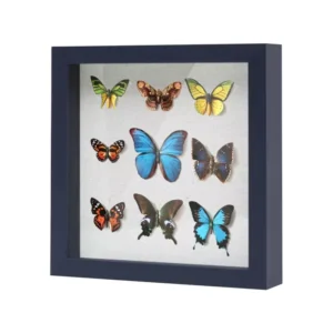 Custom Eco Friendly 3D Wall Art 8×8 Deep Detachable Photo Frame Shadow Box with Glass for Flower Animal Portrait Subjects