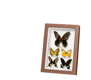 Eco Friendly Customized Size Photo Frame 4×6 6×8 8×10 A4 Creative DIY Dried Flower 3D Wood Shadow Box
