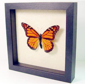 High Quality Custom DIY Wooden Shadow Box Frame MDF Picture Frame