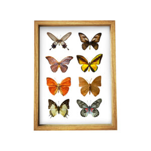 High Quality Shadow Box Frames 12×12 Wall Hanging 3D Shadow Box Frames Specimen Butterfly Shadow Box Display Case