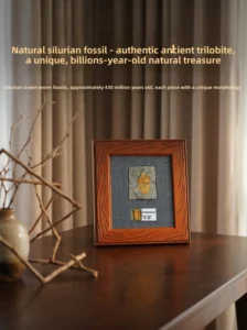 Natural Silurian Crown Worm Trilobite Fossil Specimen Photo Frame Desktop Decor Gift