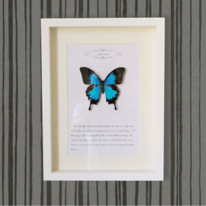 Professional Manufacturer Customized Any Specimen Shadow Box Picture Frame