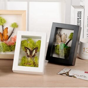 Top Sale Real Butterfly Collection Shadow Box MDF Photo Frame